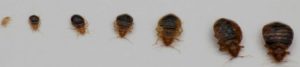 Bed Bugs in Westchester