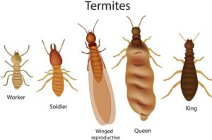 Termite Exterminator Westchester County, NY